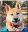 Kichi the Shiba Inu