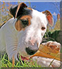 Ripley the Fox Terrier