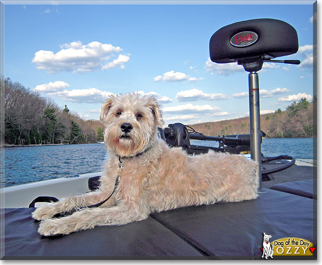 Ozzy, the Dog of the Day