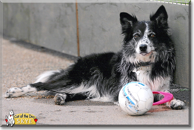 Skye, the Dog of the Day