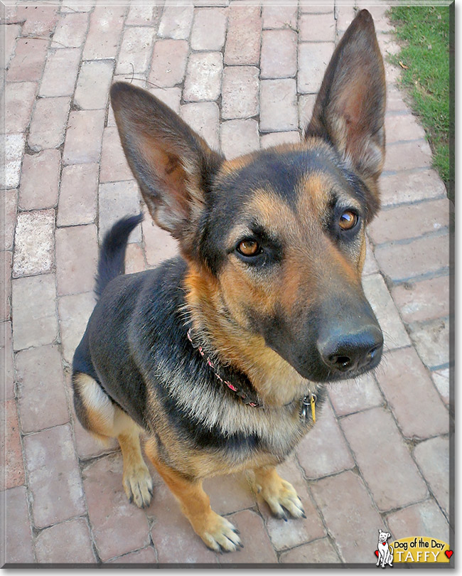 Taffy, the Dog of the Day