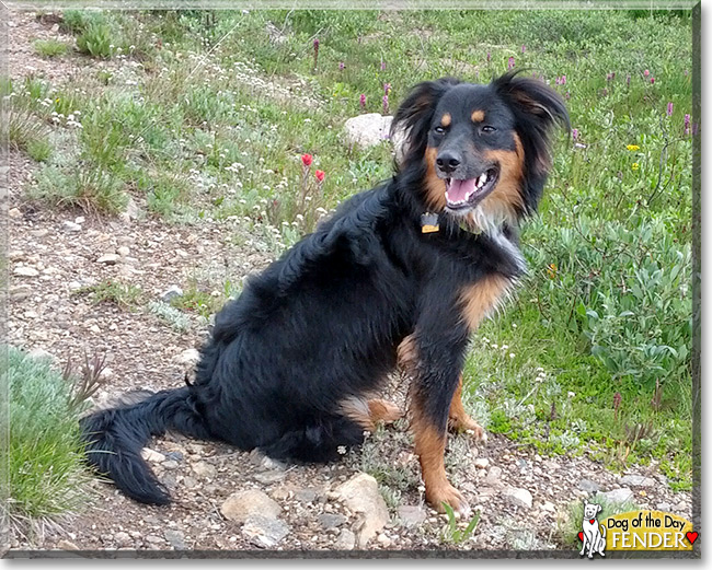 Fender, the Dog of the Day