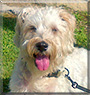 Ozzy the Irish Soft Coated Wheaten Terrier