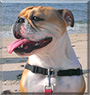 Montauk the English Bulldog