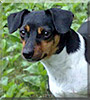 Idun the Danish, Swedish Farmdog