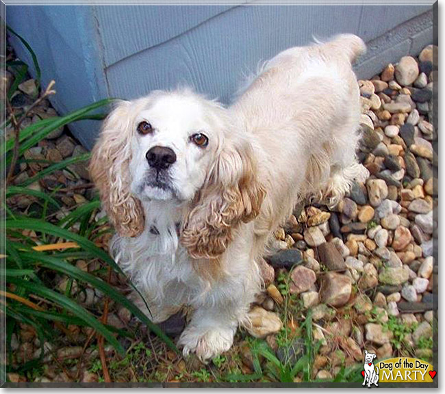 Marty, the Dog of the Day