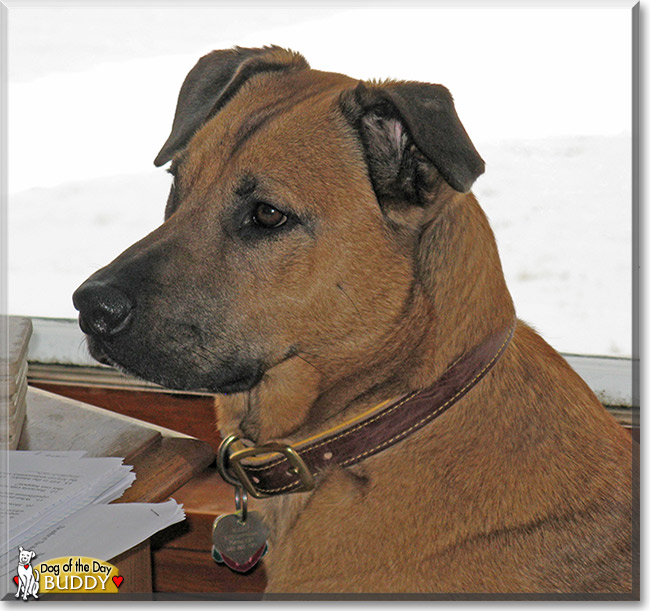 Buddy, the Dog of the Day