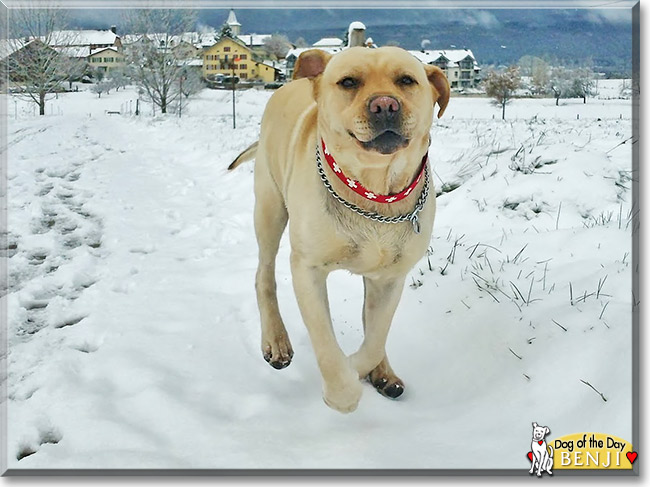 Benji, the Dog of the Day