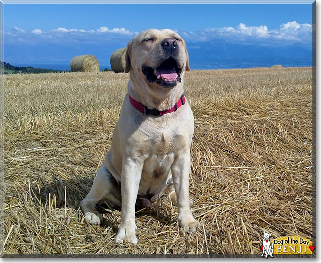 Benji, the Dog of the Day