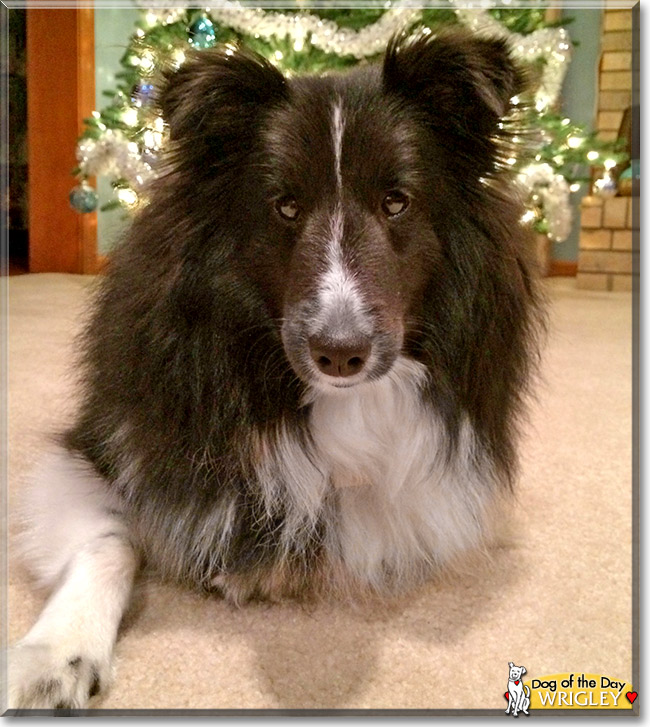 Wrigley, the Dog of the Day