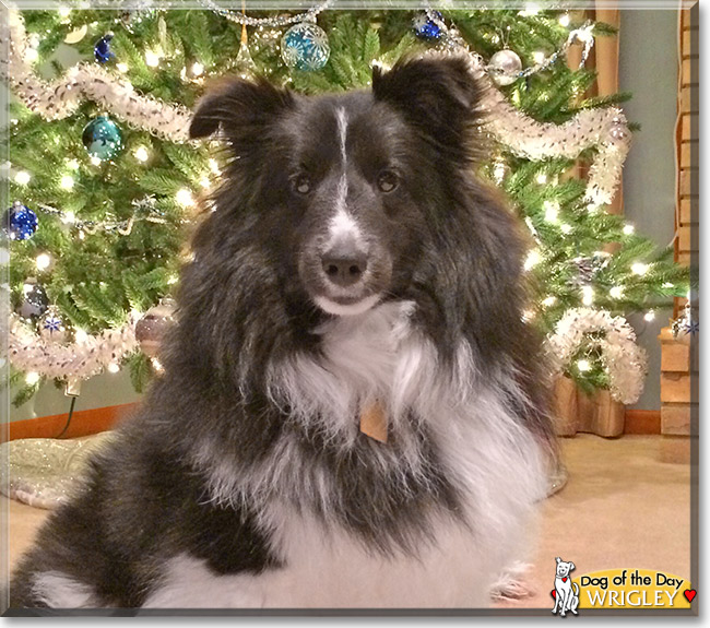 Wrigley, the Dog of the Day