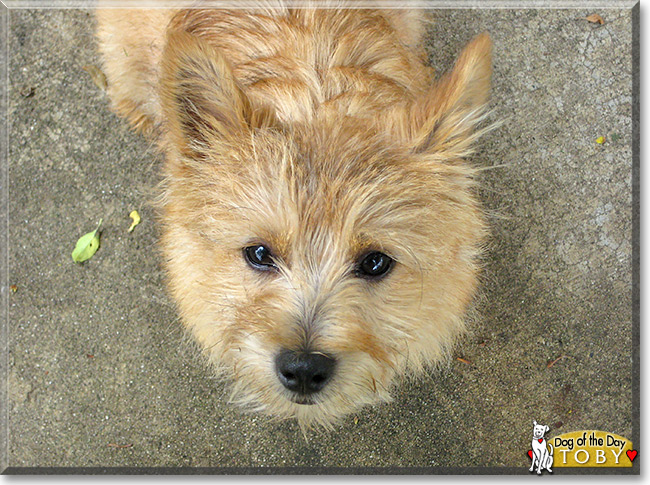 Toby, the Dog of the Day