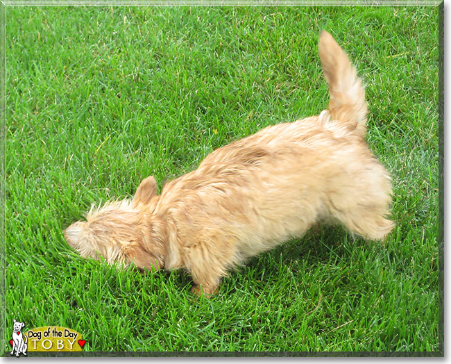 Toby, the Dog of the Day