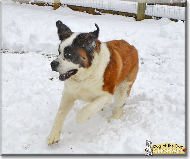 Gershwin, the Dog of the Day