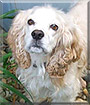 Marty the American, English Cocker Spaniel