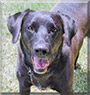 Abbey the Rhodesian Ridgeback, Lab mix