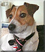 Bono the Jack Russell Terrier