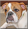 Phebe the English Bulldog