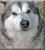 Bolt the Malamute