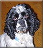 Sparky the American Cocker Spaniel