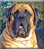 Hollywood the English Mastiff