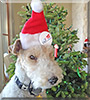 Charlie the Wire Fox Terrier