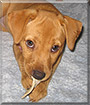 Darla the Rhodesian Ridgeback, Hound