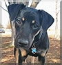 Reno the Black and Tan Coon Hound, Retriever