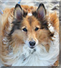 Madeline the Shetland Sheepdog