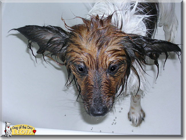 Léofa, the Dog of the Day