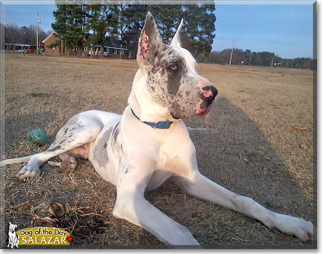 Salazar, the Dog of the Day