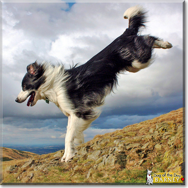 Barney, the Dog of the Day