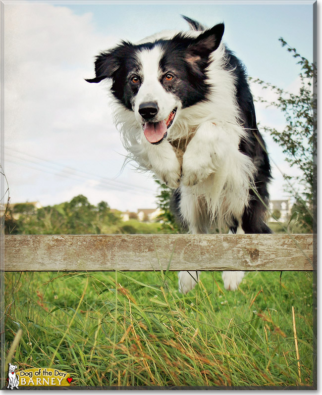 Barney, the Dog of the Day