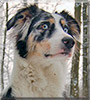 Akira the Australian Shepherd