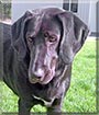 Dodger the Redbone Coonhound, Labrador