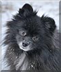 Elsa the Pomeranian