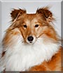 Liberty the Shetland Sheepdog