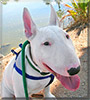 Zeb the Bull Terrier