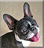 Harper Louise the Boston Terrier, French Bulldog