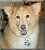 Sandi the Sheltie, Samoyed