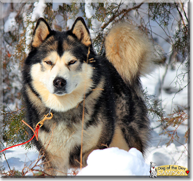 Sampson, the Dog of the Day