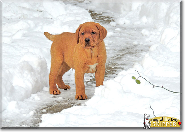 Skipper, the Dog of the Day