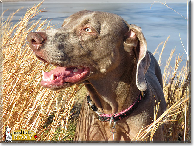 Talking weimaraner cheap