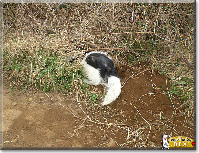 Bex, the Dog of the Day