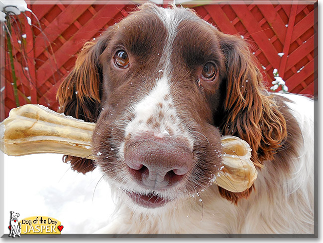 Jasper, the Dog of the Day