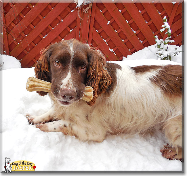 Jasper, the Dog of the Day