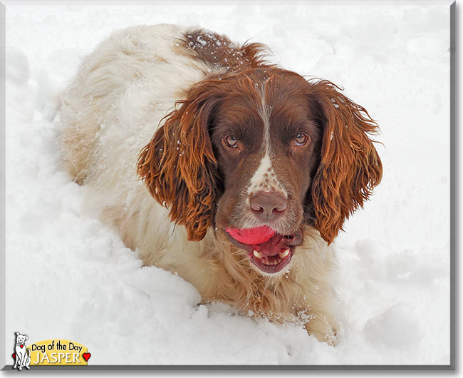 Jasper, the Dog of the Day