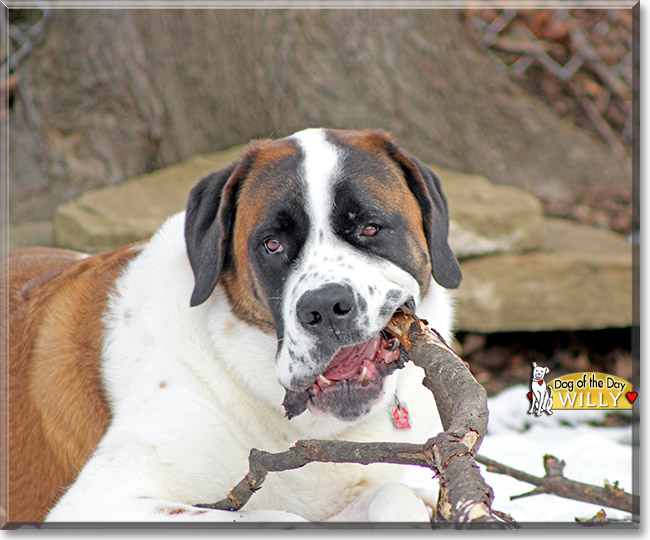 Willy, the Dog of the Day