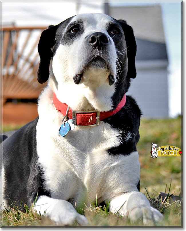 Patch, the Dog of the Day