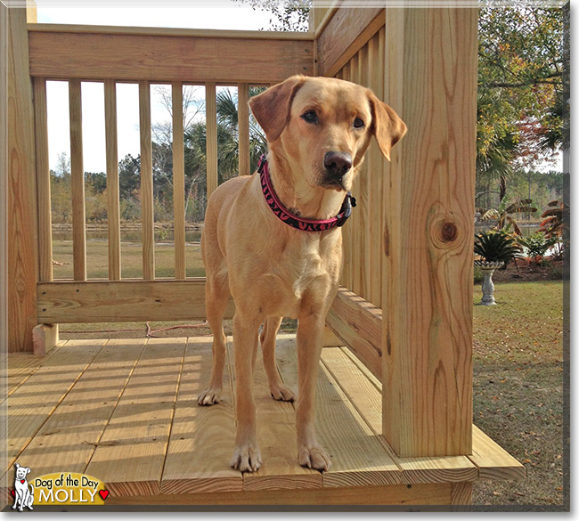 Molly, the Dog of the Day